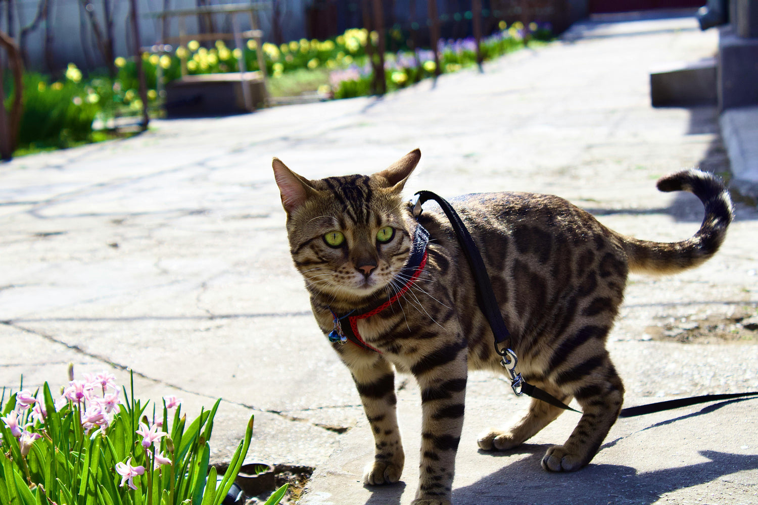 Cat Harness