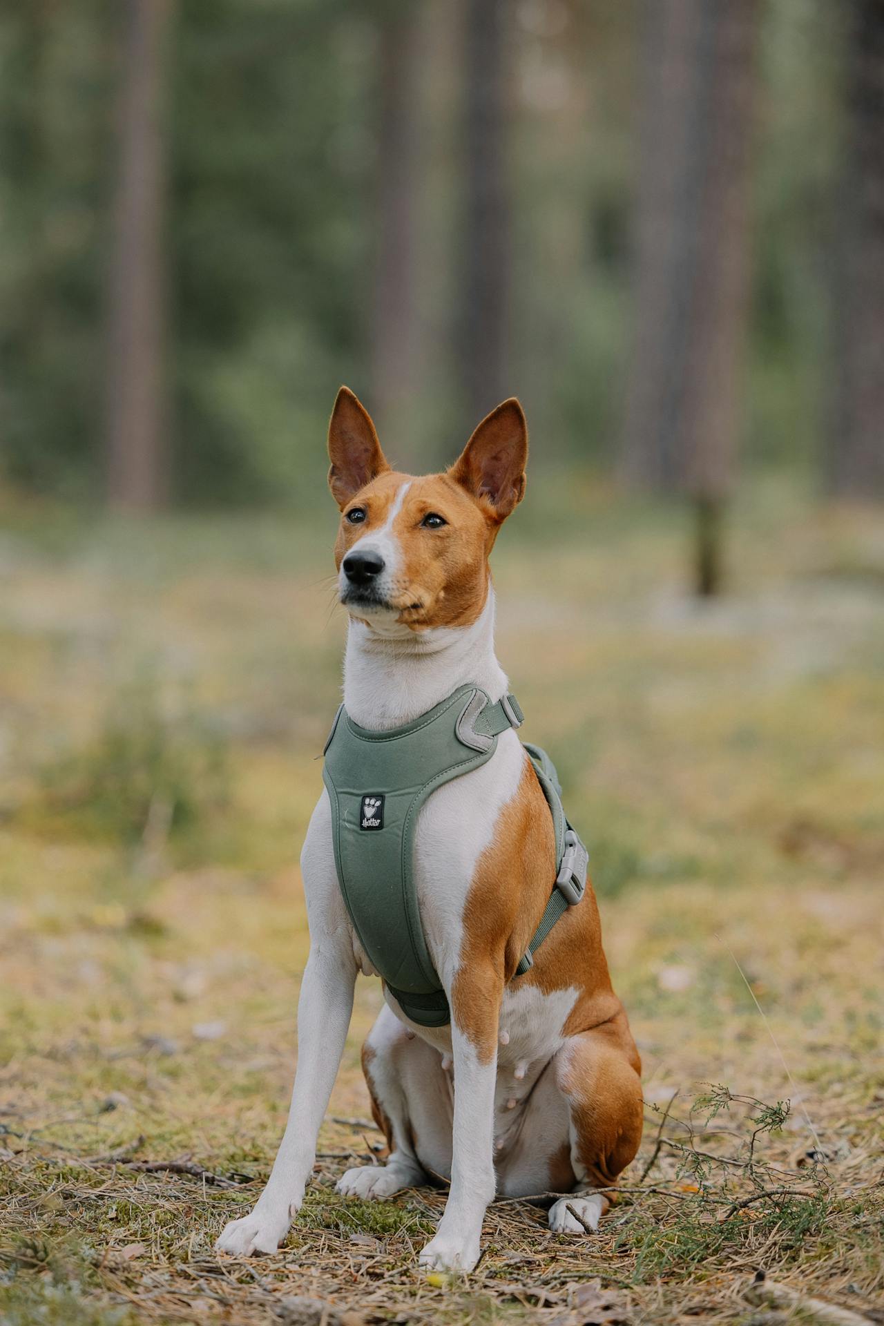 Dog Harness