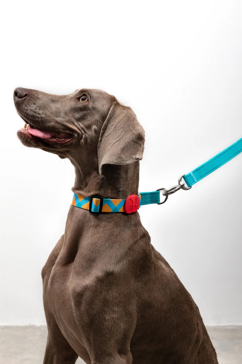 HiDream OPULENT Series Martingale Dog Collar Limited-Cinch